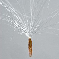 Cypsela. Hutt River.<br>Photographer: Jeremy R. Rolfe, Date taken: 06/02/2007, Licence: <a target='_blank' href='https://creativecommons.org/licenses/by/4.0'>CC BY</a>.