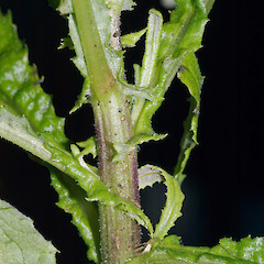 Leaf base and stem. Stokes Valley, Lower Hutt.<br>Photographer: Jeremy R. Rolfe, Date taken: 08/07/2006, Licence: <a target='_blank' href='https://creativecommons.org/licenses/by/4.0'>CC BY</a>.