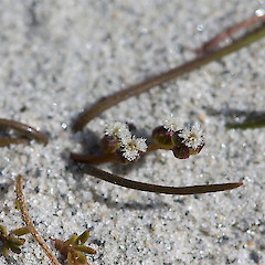 L. Wanaka.<br>Photographer: Mike Thorsen, Licence: All rights reserved.