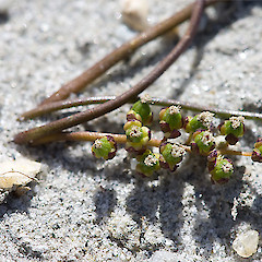 L. Wanaka.<br>Photographer: Mike Thorsen, Licence: All rights reserved.