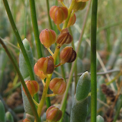 Fruit. North Otago.<br>Photographer: John Barkla, Licence: <a target='_blank' href='https://creativecommons.org/licenses/by/4.0'>CC BY</a>.