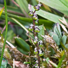 Small plant amongst exotic weeds and grasses. Lake Wairarapa.<br>Photographer: Jeremy R. Rolfe, Date taken: 27/11/2011, Licence: <a target='_blank' href='https://creativecommons.org/licenses/by/4.0'>CC BY</a>.