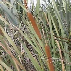 Horowhenua wetlands.<br>Photographer: John Sawyer, Licence: <a target='_blank' href='https://creativecommons.org/licenses/by-nc/4.0'>CC BY-NC</a>.