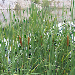 Typha orientalis at St Bathans.<br>Photographer: John Barkla, Licence: <a target='_blank' href='https://creativecommons.org/licenses/by/4.0'>CC BY</a>.