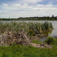 Typha orientalis (Raupo).<br>Photographer: Wayne Bennett, Licence: <a target='_blank' href='https://creativecommons.org/licenses/by-nc/4.0'>CC BY-NC</a>.