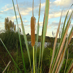 Typha orientalis (Raupo).<br>Photographer: Wayne Bennett, Licence: <a target='_blank' href='https://creativecommons.org/licenses/by-nc/4.0'>CC BY-NC</a>.