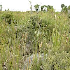 Cape Turakirae.<br>Photographer: John Sawyer, Licence: <a target='_blank' href='https://creativecommons.org/licenses/by-nc/4.0'>CC BY-NC</a>.