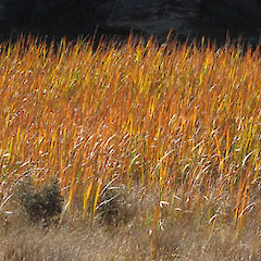 Matukituki Valley, Otago.<br>Photographer: John Barkla, Licence: <a target='_blank' href='https://creativecommons.org/licenses/by/4.0'>CC BY</a>.