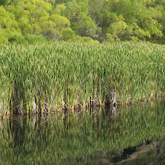 Diamond Lake, Wanaka.<br>Photographer: John Barkla, Date taken: 01/03/2013, Licence: <a target='_blank' href='https://creativecommons.org/licenses/by/4.0'>CC BY</a>.