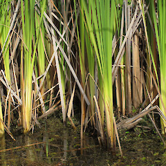 Dunedin Botanic Gardens.<br>Photographer: John Barkla, Date taken: 01/03/2013, Licence: <a target='_blank' href='https://creativecommons.org/licenses/by/4.0'>CC BY</a>.