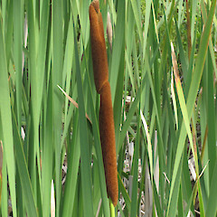 Dunedin Botanic Gardens.<br>Photographer: John Barkla, Date taken: 01/03/2013, Licence: <a target='_blank' href='https://creativecommons.org/licenses/by/4.0'>CC BY</a>.
