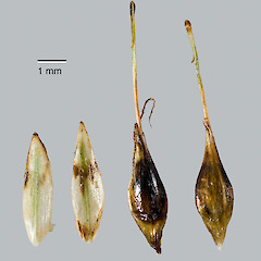 Glumes (abaxial, adaxial), utricles (abaxial, adaxial). Upper Hutt.<br>Photographer: Jeremy R. Rolfe, Date taken: 17/02/2008, Licence: <a target='_blank' href='https://creativecommons.org/licenses/by/4.0'>CC BY</a>.