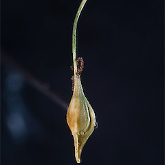 Utricle (oblique view). Talla Burn, Lammerlaw Range.<br>Photographer: Mike Thorsen, Licence: All rights reserved.