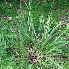 Carex uncinata.<br>Photographer: Wayne Bennett, Licence: <a target='_blank' href='https://creativecommons.org/licenses/by-nc/4.0'>CC BY-NC</a>.