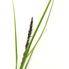 Leaf of Carex uncinata.<br>Photographer: Wayne Bennett, Licence: <a target='_blank' href='https://creativecommons.org/licenses/by-nc/4.0'>CC BY-NC</a>.