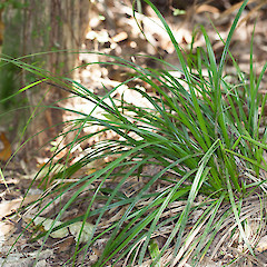 Carex uncinata.<br>Photographer: Mike Thorsen, Licence: All rights reserved.