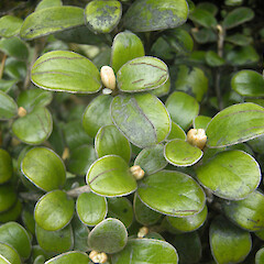 Kaweka Forest Park.<br>Photographer: John Sawyer, Date taken: 01/11/2010, Licence: <a target='_blank' href='https://creativecommons.org/licenses/by-nc/4.0'>CC BY-NC</a>. <a class='member-message' href='/nzpcn/why-join-nzpcn/' target='_blank'>Members can view a larger version of this image.</a>