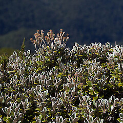 Brachyglottis bidwillii.<br>Photographer: Mike Thorsen, Licence: All rights reserved. <a class='member-message' href='/nzpcn/why-join-nzpcn/' target='_blank'>Members can view a larger version of this image.</a>