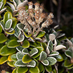 Brachyglottis bidwillii.<br>Photographer: Mike Thorsen, Licence: All rights reserved. <a class='member-message' href='/nzpcn/why-join-nzpcn/' target='_blank'>Members can view a larger version of this image.</a>