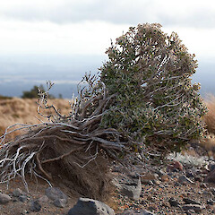 Brachyglottis bidwillii.<br>Photographer: Mike Thorsen, Licence: All rights reserved. <a class='member-message' href='/nzpcn/why-join-nzpcn/' target='_blank'>Members can view a larger version of this image.</a>