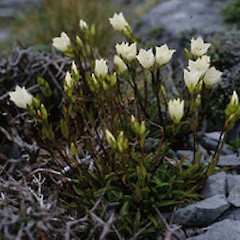 Gentianella angustifolia.<br>Photographer: David Glenny, Licence: All rights reserved.