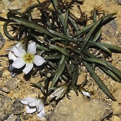 Gentianella calcis subsp. calcis April.<br>Photographer: Geoffrey M. Rogers, Licence: <a target='_blank' href='https://creativecommons.org/licenses/by-sa/4.0'>CC BY-SA</a>.