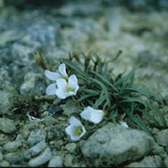 Gentianella calcis subsp. calcis.<br>Photographer: David Glenny, Licence: All rights reserved.