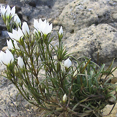 Awahokomo.<br>Photographer: John Barkla, Licence: <a target='_blank' href='https://creativecommons.org/licenses/by/4.0'>CC BY</a>. <a class='member-message' href='/nzpcn/why-join-nzpcn/' target='_blank'>Members can view a larger version of this image.</a>