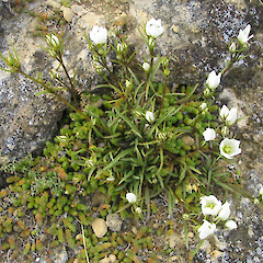 Awahokomo.<br>Photographer: John Barkla, Licence: <a target='_blank' href='https://creativecommons.org/licenses/by/4.0'>CC BY</a>. <a class='member-message' href='/nzpcn/why-join-nzpcn/' target='_blank'>Members can view a larger version of this image.</a>