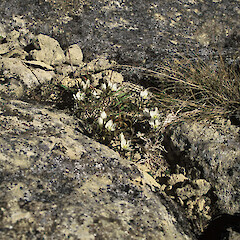 Gentianella calcis subsp. calcis.<br>Photographer: Peter J de Lange, Licence: <a target='_blank' href='https://creativecommons.org/licenses/by-nc/4.0'>CC BY-NC</a>. <a class='member-message' href='/nzpcn/why-join-nzpcn/' target='_blank'>Members can view a larger version of this image.</a>