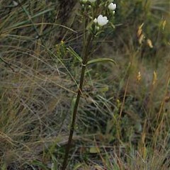 Gentianella corybifera subsp gracilis.<br>Photographer: David Glenny, Licence: All rights reserved.