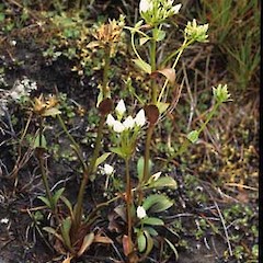 Gentianella corybifera subsp gracilis.<br>Photographer: David Glenny, Licence: All rights reserved.