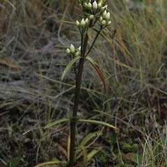 Gentianella corybifera subsp gracilis.<br>Photographer: David Glenny, Licence: All rights reserved.
