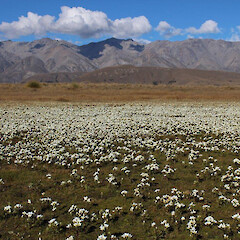 Lake Heron tarn.<br>Photographer: Alice Shanks, Date taken: 01/03/2013, Licence: <a target='_blank' href='https://creativecommons.org/licenses/by-sa/4.0'>CC BY-SA</a>. <a class='member-message' href='/nzpcn/why-join-nzpcn/' target='_blank'>Members can view a larger version of this image.</a>
