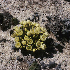 Gentianella luteoalba