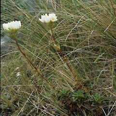Gentianella impressinervia