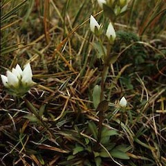 Gentianella montana subsp. montana var. montana