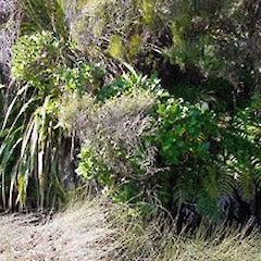 Habitat.<br>Photographer: Simon Walls, Licence: <a target='_blank' href='https://creativecommons.org/licenses/by-nc/4.0'>CC BY-NC</a>.