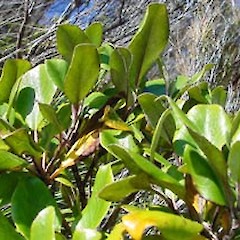 Leaves of plant.<br>Photographer: Simon Walls, Licence: <a target='_blank' href='https://creativecommons.org/licenses/by-nc/4.0'>CC BY-NC</a>.