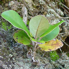 Seedling.<br>Photographer: Simon Walls, Licence: <a target='_blank' href='https://creativecommons.org/licenses/by-nc/4.0'>CC BY-NC</a>.