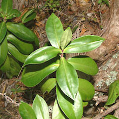 Veronica stricta var. macroura