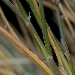 Leaf bases. Mackenzie Basin.<br>Photographer: Mike Thorsen, Licence: All rights reserved. <a class='member-message' href='/nzpcn/why-join-nzpcn/' target='_blank'>Members can view a larger version of this image.</a>