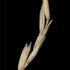 Panicle (old). Mackenzie Basin.<br>Photographer: Mike Thorsen, Licence: All rights reserved. <a class='member-message' href='/nzpcn/why-join-nzpcn/' target='_blank'>Members can view a larger version of this image.</a>