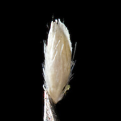 Caryopsis (old). Mackenzie Basin.<br>Photographer: Mike Thorsen, Licence: All rights reserved. <a class='member-message' href='/nzpcn/why-join-nzpcn/' target='_blank'>Members can view a larger version of this image.</a>
