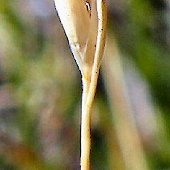 Spike. Maitland Saddle, Canterbury.<br>Photographer: Alice Shanks, Licence: <a target='_blank' href='https://creativecommons.org/licenses/by-sa/4.0'>CC BY-SA</a>. <a class='member-message' href='/nzpcn/why-join-nzpcn/' target='_blank'>Members can view a larger version of this image.</a>