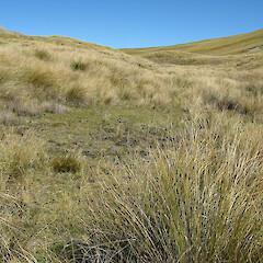 Habitat. Maitland Saddle, Canterbury.<br>Photographer: Alice Shanks, Licence: <a target='_blank' href='https://creativecommons.org/licenses/by-sa/4.0'>CC BY-SA</a>. <a class='member-message' href='/nzpcn/why-join-nzpcn/' target='_blank'>Members can view a larger version of this image.</a>