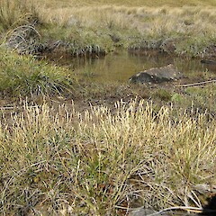 Maitland Saddle, Canterbury.<br>Photographer: Alice Shanks, Licence: <a target='_blank' href='https://creativecommons.org/licenses/by-sa/4.0'>CC BY-SA</a>. <a class='member-message' href='/nzpcn/why-join-nzpcn/' target='_blank'>Members can view a larger version of this image.</a>