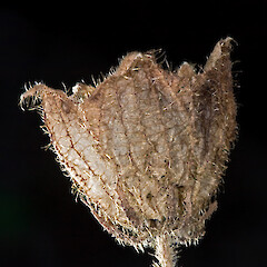 Mature capsule after dehiscence, showing calyx and epicalyx.<br>Photographer: Jeremy R. Rolfe, Date taken: 29/08/2007, Licence: <a target='_blank' href='https://creativecommons.org/licenses/by/4.0'>CC BY</a>. <a class='member-message' href='/nzpcn/why-join-nzpcn/' target='_blank'>Members can view a larger version of this image.</a>
