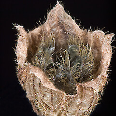 Mature capsule after dehiscence.<br>Photographer: Jeremy R. Rolfe, Date taken: 29/08/2007, Licence: <a target='_blank' href='https://creativecommons.org/licenses/by/4.0'>CC BY</a>. <a class='member-message' href='/nzpcn/why-join-nzpcn/' target='_blank'>Members can view a larger version of this image.</a>