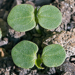 Seedlings about 1 week old. In cultivation.<br>Photographer: Jeremy R. Rolfe, Date taken: 17/10/2007, Licence: <a target='_blank' href='https://creativecommons.org/licenses/by/4.0'>CC BY</a>. <a class='member-message' href='/nzpcn/why-join-nzpcn/' target='_blank'>Members can view a larger version of this image.</a>
